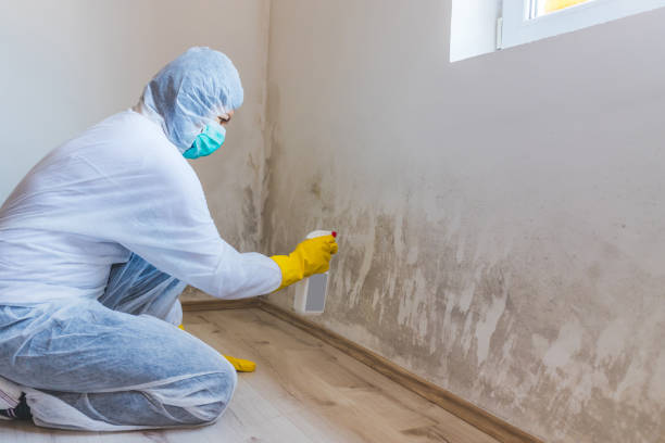 Licensed Basement Mold Remediation service in Central Lake, MI - Car Mold Remediation